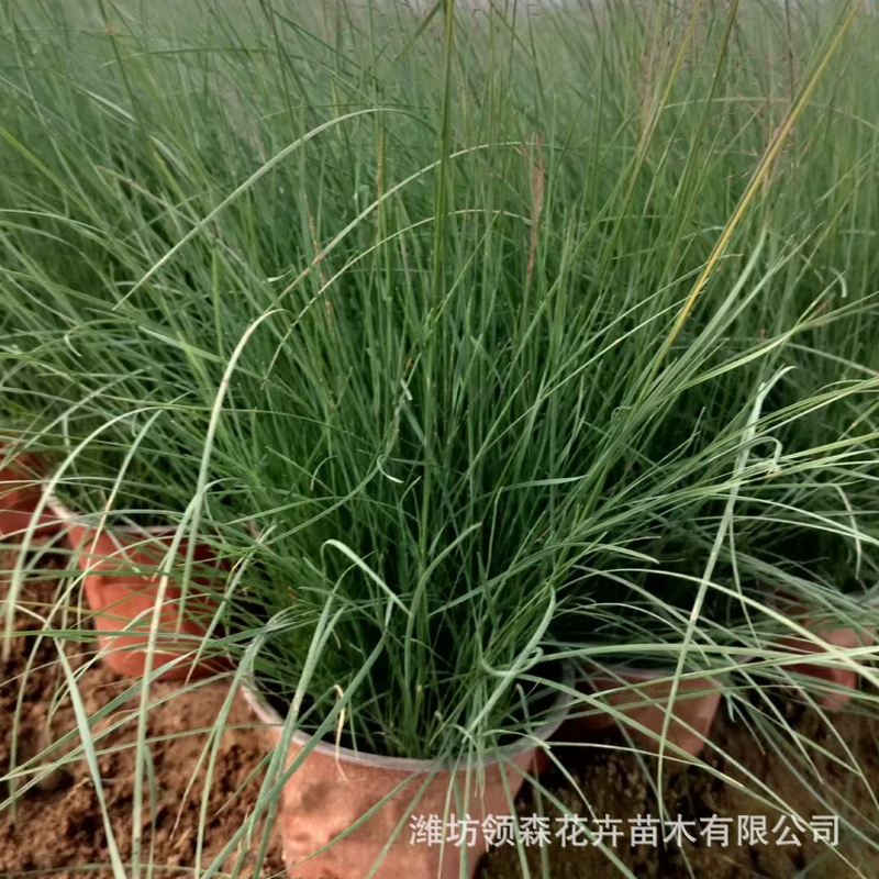 Интернет-знаменитость розово-белый миксантус, розово-белые саженцы миксантуса, проект цветочного морского пейзажа, база многолетних саженцев Шаньдуна