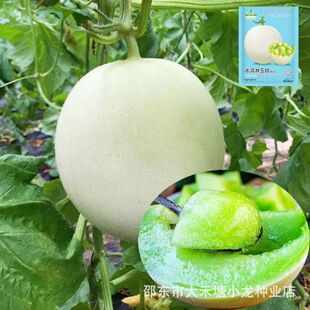 ����������۹���ϷN����Ʒ�N�߮a�׷N�ļ��ɲ����rˮ���N����