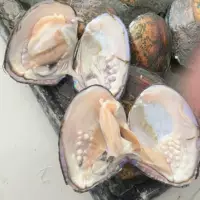 Натуральные речные жемчужины из живых раковин, пресноводный жемчуг, обильный пресноводный жемчуг.