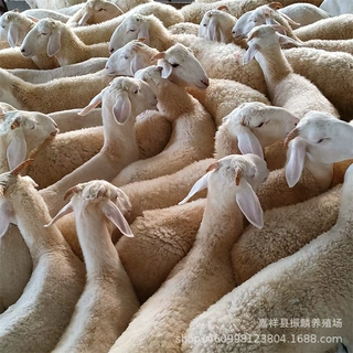 哪里有小尾寒羊出售改良湖羊羊苗 小尾寒羊杜寒杂交羊