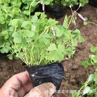 Supply of Red Purslane Potted Plants, Three-Leaf Clover, Garden Engineering Greening Ground Cover Flowers, Red Purslane