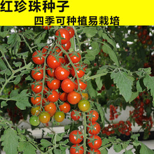 �t������ҷ��ѷN��ǧ�����簫��ˮ�����ѷN�����t���߲��ѷN