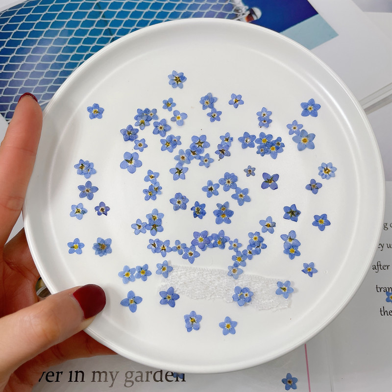 Mini Forget-Me-Not True Dried Flower Embroider Bag Plant Specimen ins Popular Nail Art Drop Glue Jewelry Flower DIY Material