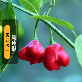 Bell Pepper Seeds, Bell Peppers, Yuanbao Pepper Seeds, Ornamental Peppers, Edible, Heat-Resistant and Easy-To-Live Potted Plants for Spring Sowing