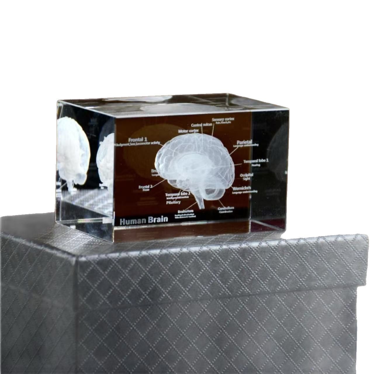 3D cristal interior escultura modelo anatómico del corazón humano diagrama esquemático de la estructura del sistema endocrino regalo arte de escultura interior