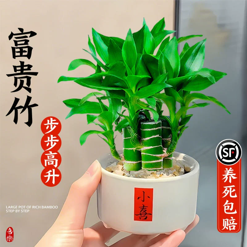 Бамбуковое растение в горшке Fortune, легкое в уходе настольное зеленое растение, круглый год зеленое растение, привлекающее удачу, бамбук, шаг за шагом приносящее процветание офисное растение.