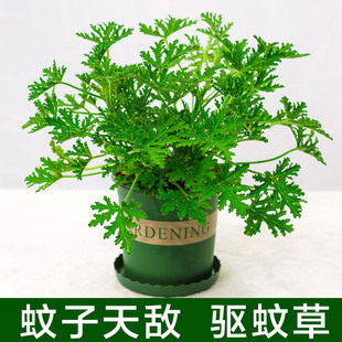��ò�����ֲ���҃ȷ��Ã����՚�Gֲ���r�����~�����~�Ե������