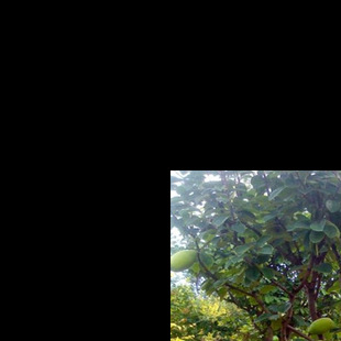 ͥԺ���������ľ�Ϙ��簙Ƥľ�Ϻ����Ϙ䘶����ͥԺ�Nֲľ����