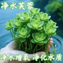 ˮܽ�ظ�Ƽˮ�ݺ��B�����ˮ�|ֲ�����֑����~���쾰����ˮ��ֲ��