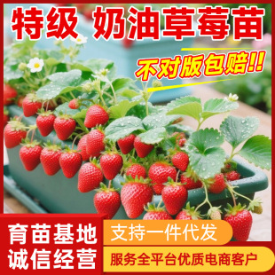 ��ݮ�������ļ��Y���̨�����ʳ�ú�����t�������ݮ��