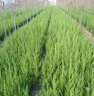 һ�����l�ؘ����ɰ����،����ɂȰؘ����؈A���ɘ�������G����