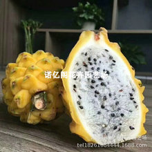 黄皮燕窝火龙果苗麒麟果黄龙无刺火龙果嫁接苗盆栽地栽庭院种植