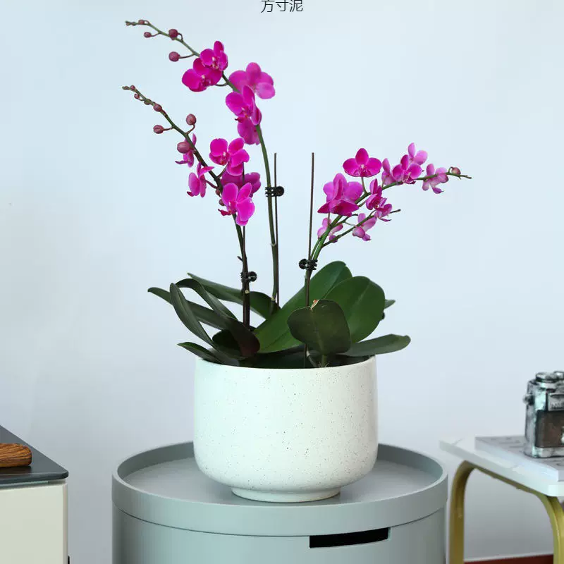 花盆陶瓷简约风高颜值绿萝植物多肉盆栽新款源头工厂一件代发批发
