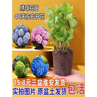 Endless Summer Hydrangea Seedlings Bloom All Seasons Hydrangea Potted Plants with Flowers Garden Flowers Indoor Plants Flowers with Flowers