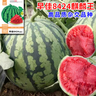 �߲˷N�ӹ�˾���l���8424���������ϷN����צ�N��ˮ���t�ķN��