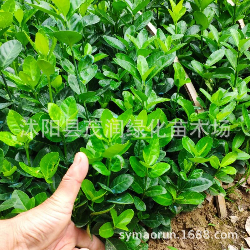 Вечнозеленые саженцы падубов Саженцы падубов Крупнолистные саженцы Populus Hedgerow Цветной блок, ограждающие стены Питомник Выращивание саженцев падубов