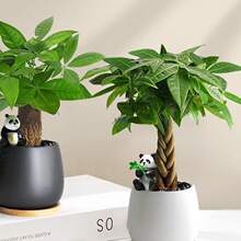 发财树小盆栽2025新款办公室绿植桌面摆件懒人好养活植物四季