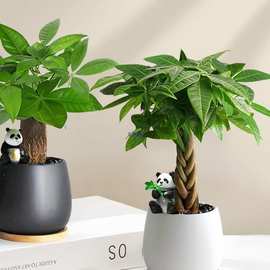 发财树小盆栽2025新款办公室绿植桌面摆件懒人好养活植物四季