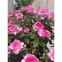 佩尔朱克重瓣浓香灌木月季花苗阳台庭院切花玫瑰盆栽四季开花耐寒