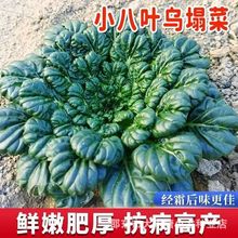 С~˷Nͺrˬļ߮ą＾߲˷N