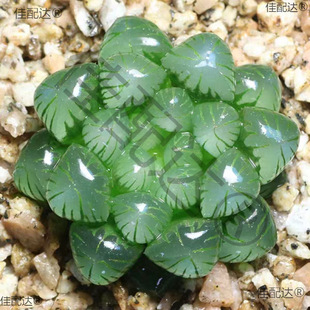 ֲˮ¶ϵм¶ױȺℓСԾGֲ