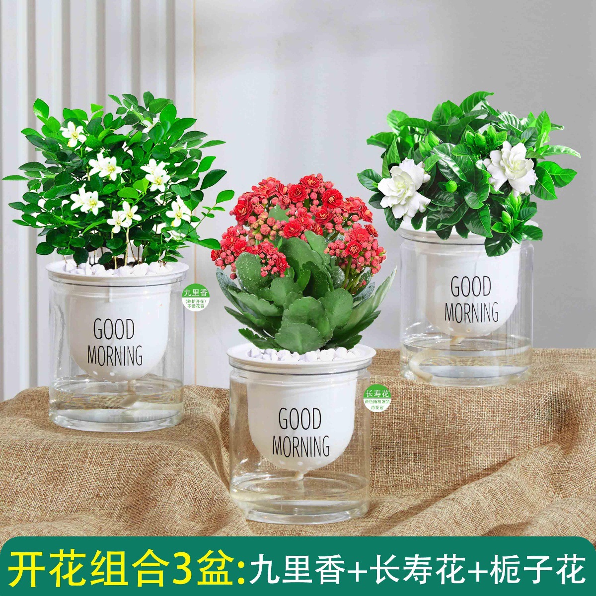 카멜리아 + 치자나무 + 구리향(좋은 아침 화분) + 영양액