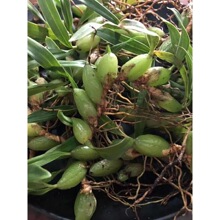 �F�lʯ�ϙ����r�V��ʯ�ϙ��p�~ʯ���ҟ����aƷ��С̖����ʯ�ϙ�