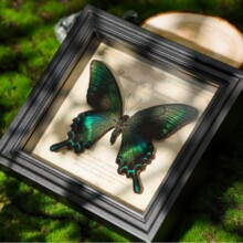 ��Ȼ������˱���� �����b�diy���ս̎����Y���ͶY���I�Y��