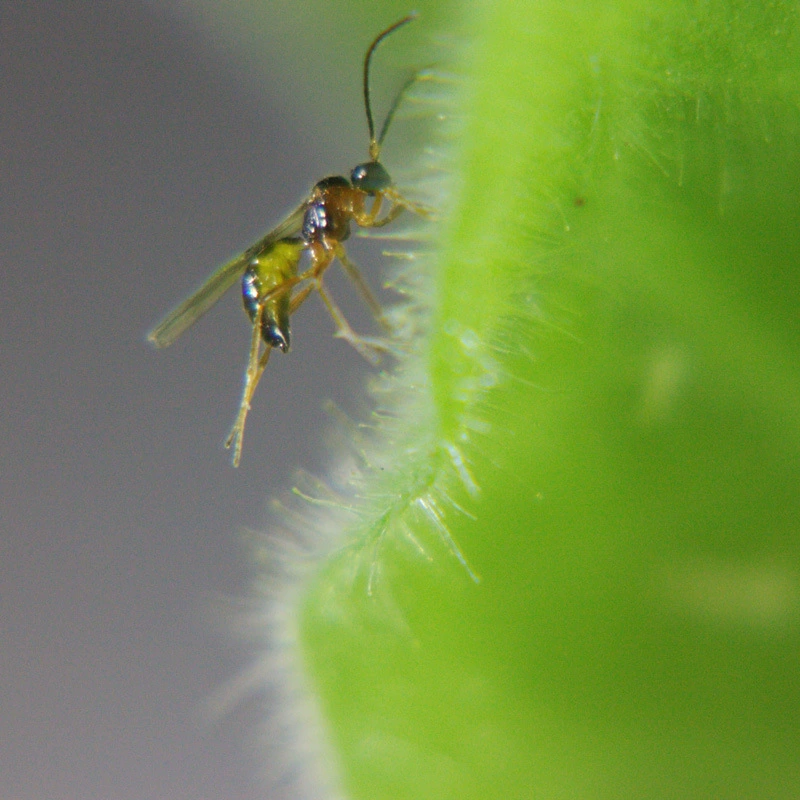  Aphid cocoon aphid parasitic natural enemy Insect scientific research Insect small classroom use of scientific research insects
