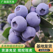 基地销售蓝莓苗带盆   南北方种植蓝莓果树苗 薄雾蓝莓苗