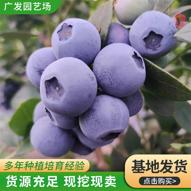 基地销售蓝莓苗带盆   南北方种植蓝莓果树苗 薄雾蓝莓苗