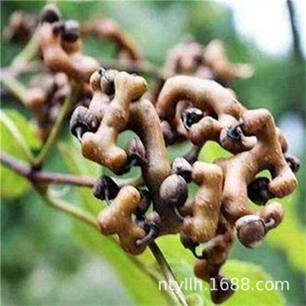 Саженец гуай мармелад Wanshou фруктовый куриный коготь с золотым крючком Грушевый фруктовый саженец в горшках на юге и севере года