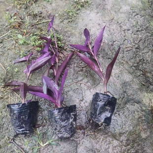 ���_�m  �ݹ� �����_�m �ɶ��@�־Gֲֲ�� ����ֲ�� �ر�ֲ��