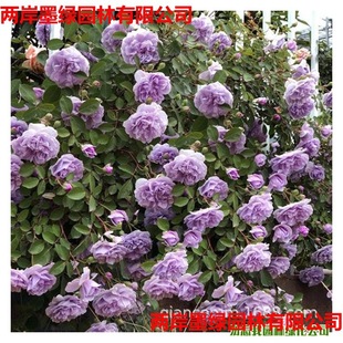 Wholesale Varieties of European Roses, Multi-Flowered Rose Seedlings, Flowering Vine Rose Seedlings in the Same Year, Climbing Flower Longsha, Free Shipping