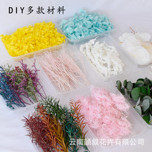 diyϻֹFϞT޹滨ϰlˇ