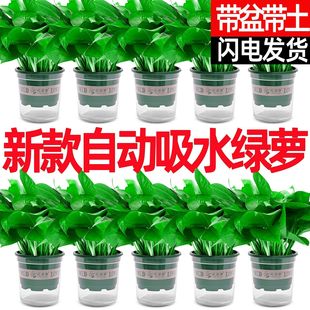 �G�}�������lˮ��Gֲ�҃Ⱥ��B�����՚�ֲ��G�j����ȩ�·�