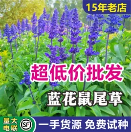 种子;草种子