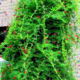 ���羳��؛�����~�\�}���N��ͥԺ����ֲ������ǻ������̨�ļ���