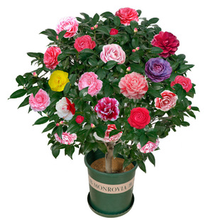 ɽ�軨�������Ԏ����������ļ��_���󻨝��㻨��ֲ���҃��׻��