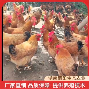 �u����w�`ɽ�����u���S���u���������h���u���S���u�r����B���u