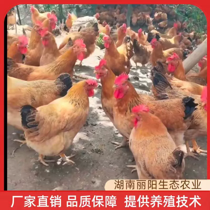 Живые цыплята конопляных кур Линшань, желтые конопляные цыплята и конопляные куры Цинюань, а также сельские куры на свободном выгуле.