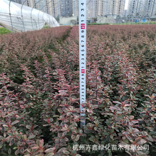 ���ش������lС���С����ɫ�K��� ʒɽ���ظ��NҎ��