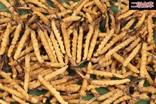 ���ض��x�Ĳ����l �a��ֱ��ȫҎ���x����ɶ��x�ĲݶY�� ֧�ִ��l