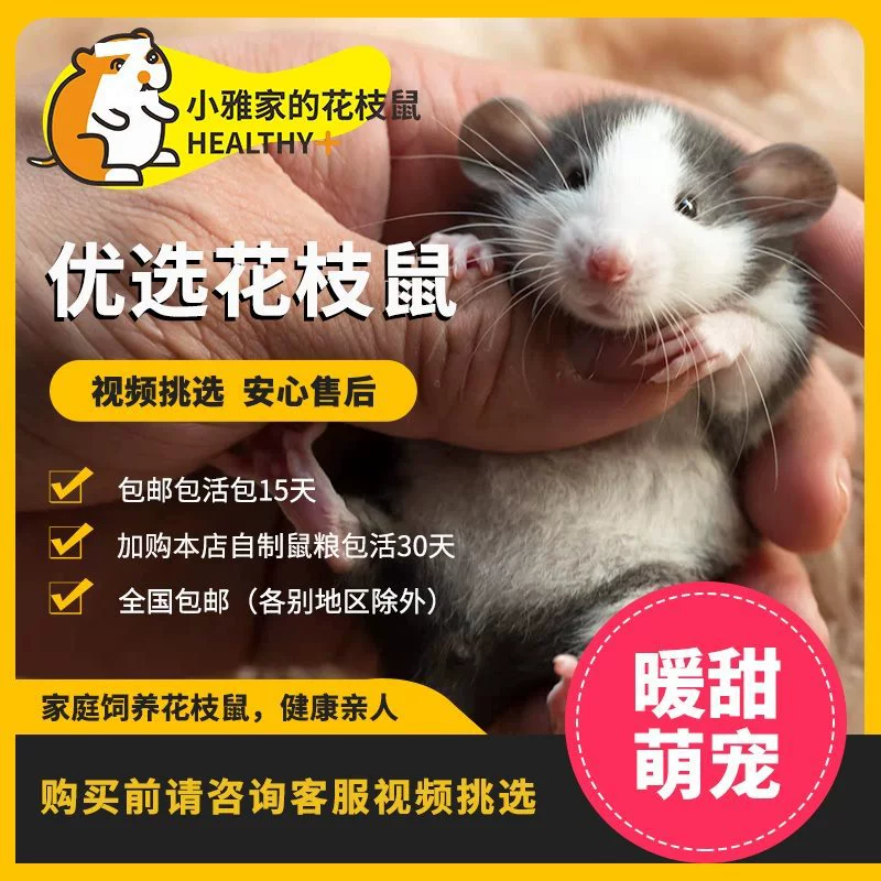 小雅家花枝鼠亲人小型宠物活物好养幼崽适合宿舍寝室家养视频挑选