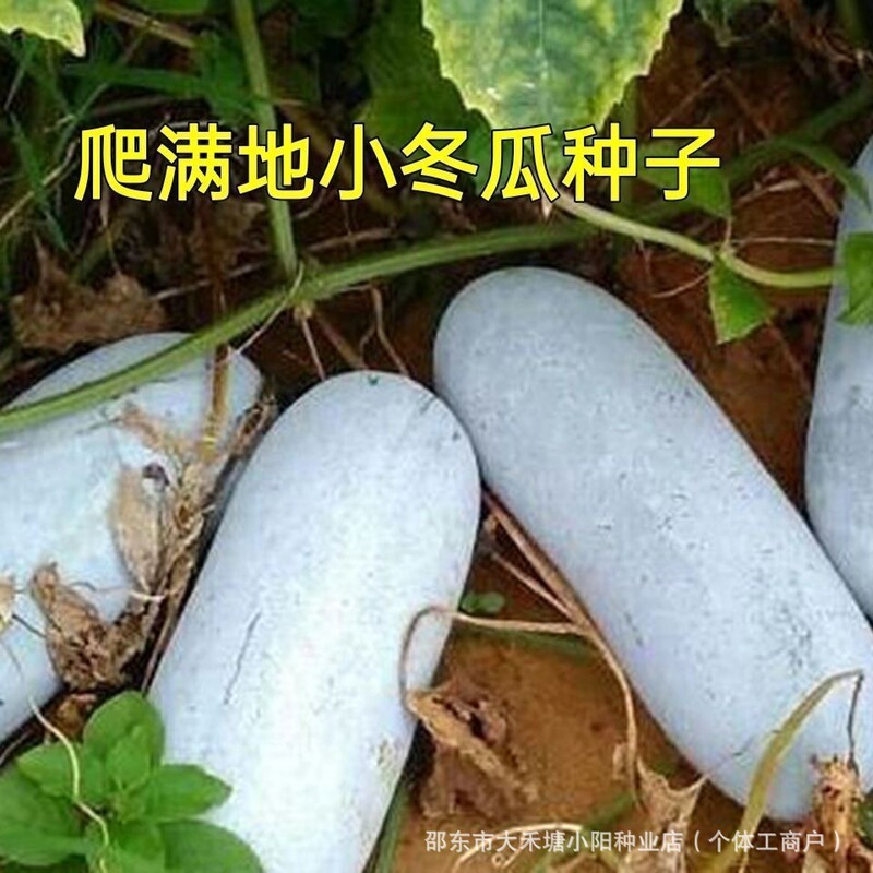 Small Winter Melon Seeds, Winter Melon Seeds, Hair Melon Seeds, Small Winter Melon Seeds, High-Yielding Vegetable Seeds for All Seasons and Spring