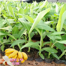 ţ������Ʒ�N��Ž�ţ�ǽ�����������㽶���Ϸ��ļ���������Y��