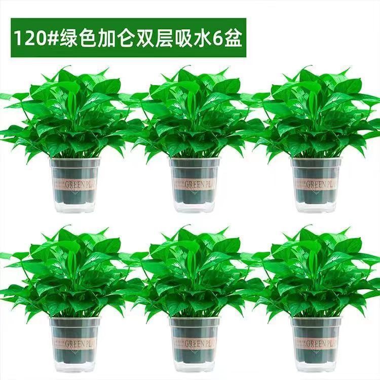 게으른 이중 녹색 화분 6개 + 비료 6개 [특별 가격 작은 녹색 무]