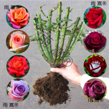 ֲ�����Դ��ļ��G�¼��Nޱ�Ϙ��̨ͥԺ�҃���õ�廨�玧��������