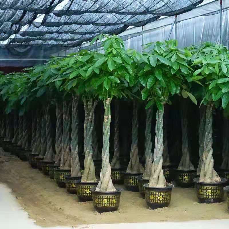 Flower Seedlings, Bonsai, Living Room Plants, Potted Green Plants, Big Money Tree, Fortune Tree, Indoor and Outdoor Potted Flowers