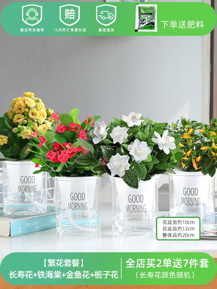 [꽃세트 4화분] 칼라란타 + 철베고니아 + 금붕어꽃 + 치자나무 (무비료)